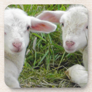 Twin Lamb Baby Animal Thinking Of You Coaster