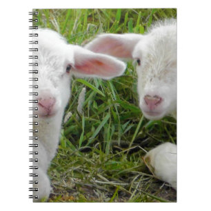 Twin Lamb Baby Animal Thinking Of You Notebook