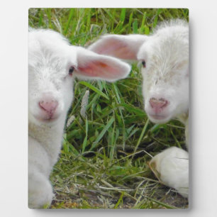 Twin Lamb Baby Animal Thinking Of You Plaque