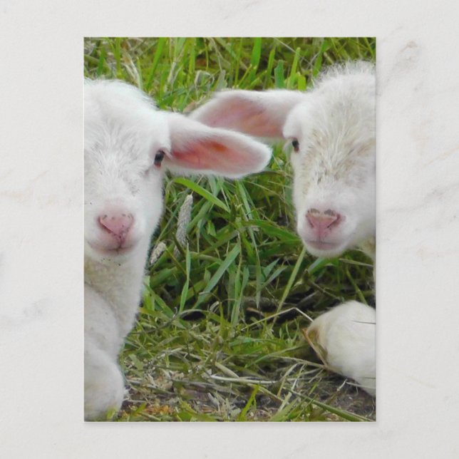 Twin Lamb Baby Animal Thinking Of You Postcard (Front)