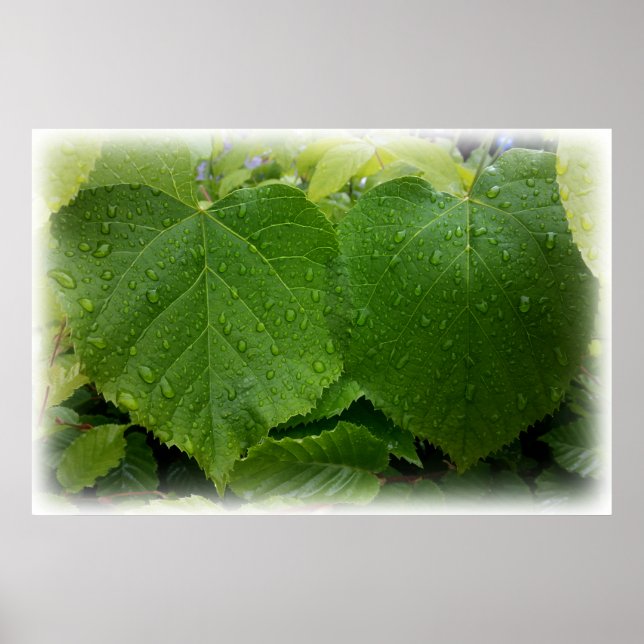 twin leaves poster (Front)