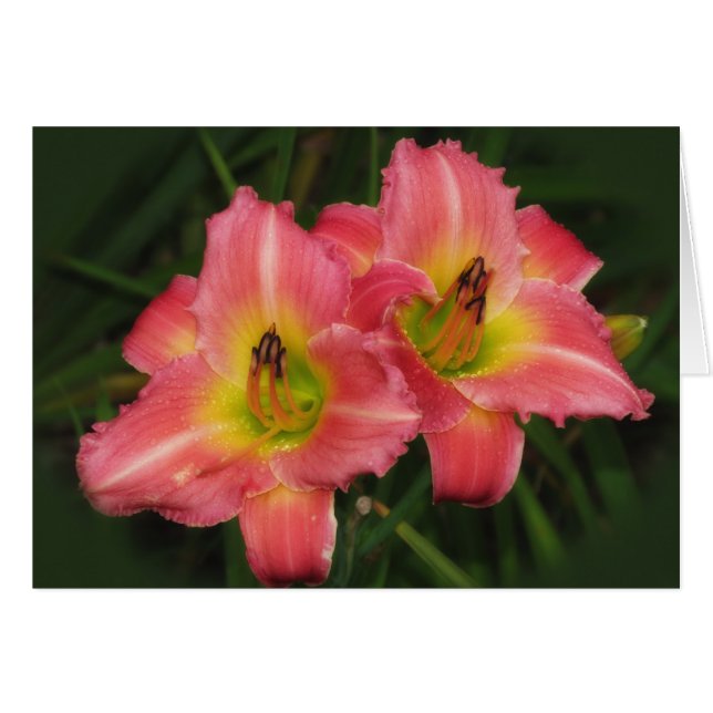 Twin Pinks - Pink Vogue Daylilies (Front Horizontal)