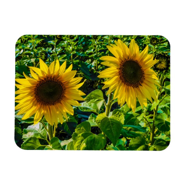 Twin Sunflowers Magnet (Horizontal)