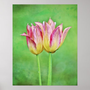 Twin Tulip Flowers Pair Flo Photographic Art Print