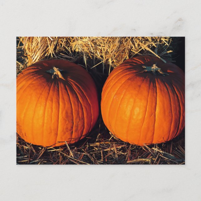 Twin Vintage Pumpkins  Postcard (Front)