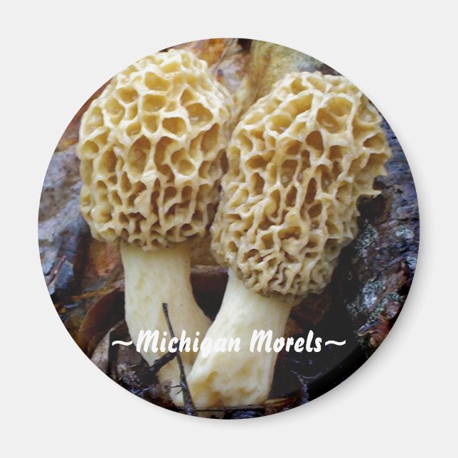 Twin Yellow Morels, ~Michigan Morels~ Magnet (Front)