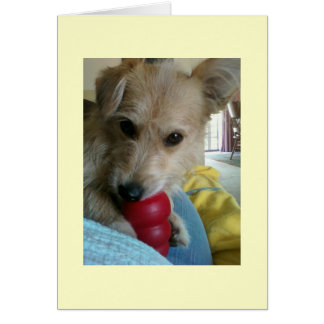 Twinkie the Wonder Dog