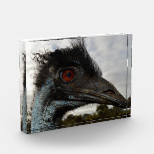 "Twinkle in the Eye: An Emu’s Curious Gaze" Photo Block
