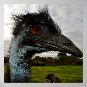 "Twinkle in the Eye: An Emu’s Curious Gaze" Poster