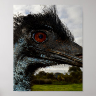 "Twinkle in the Eye: An Emu’s Curious Gaze" Poster