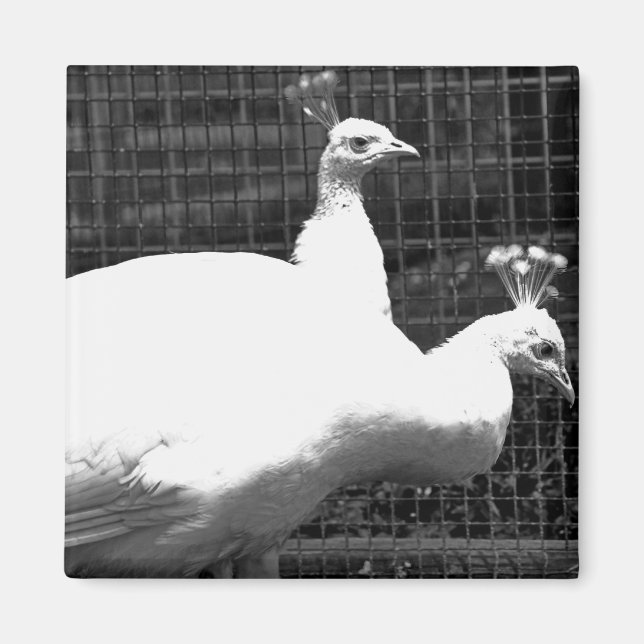 twins 8x8 magnet (Front)