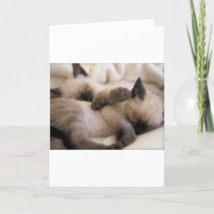 Twins Pet Cat Cute Siamese Kitten Holiday Card