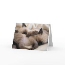 Twins Pet Cat Cute Siamese Kitten