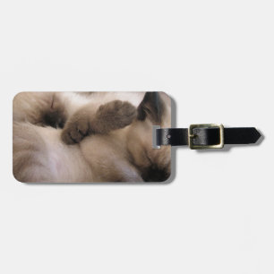 Twins Pet Cat Cute Siamese Kitten Luggage Tag