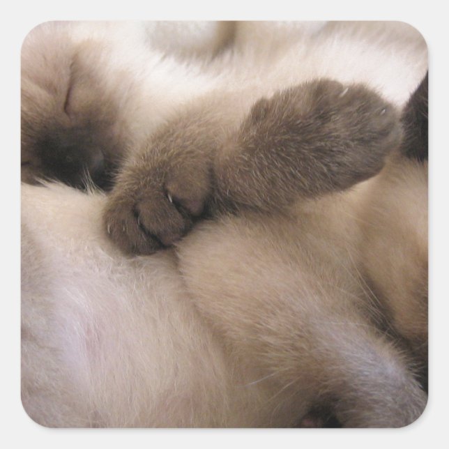 Twins Pet Cat Cute Siamese Kitten Square Sticker (Front)
