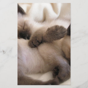 Twins Pet Cat Cute Siamese Kitten Stationery