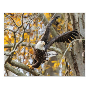 Twist And Launch Eagle Photo Print