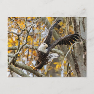 Twist And Launch Eagle Postcard