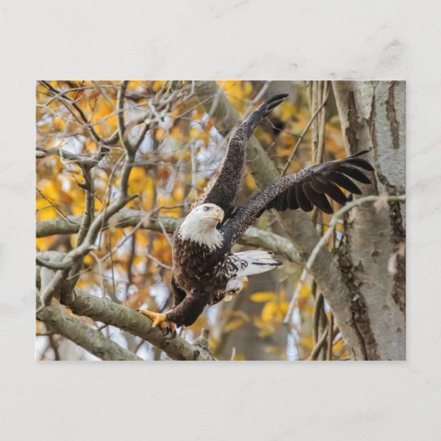 Twist And Launch Eagle Postcard (Front)