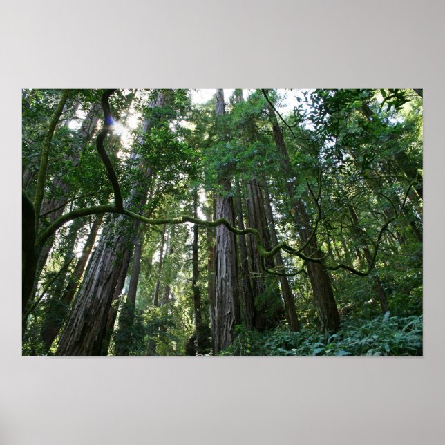 "Twist", Muir Woods Poster (Front)