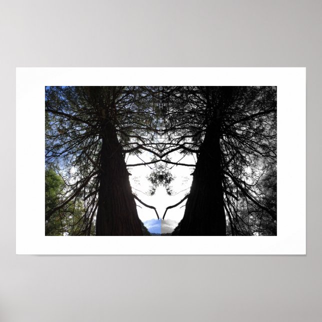 Twisted Branches Yosemite Reflection Photography Poster (Front)