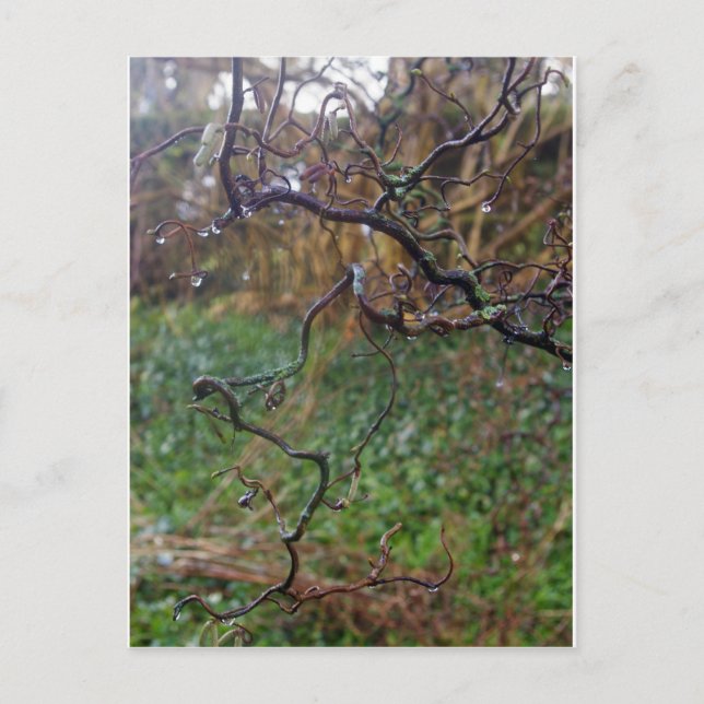 Twisted Hazel Postcard (Front)