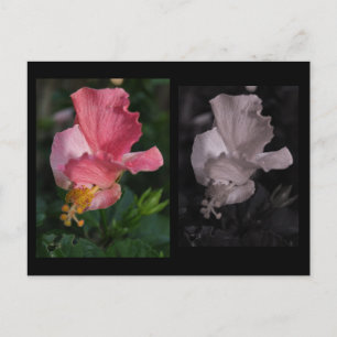 Twisted Hibiscus Postcard