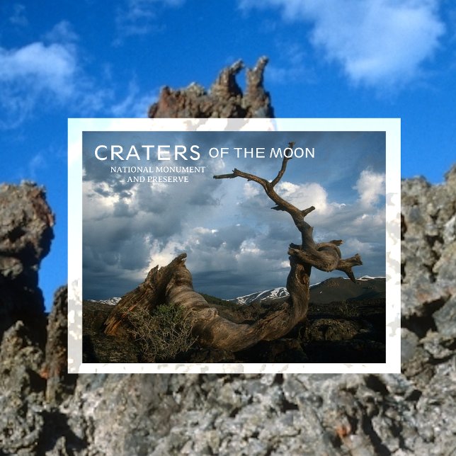  Twisted Limber Pine Turnk, Craters of the Moon Postcard (Creator Uploaded)