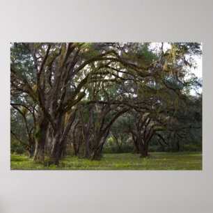 Twisted Live Oaks Print