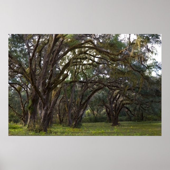 Twisted Live Oaks Print (Front)