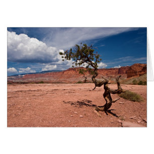 Twisted Pinyon Pine Tree