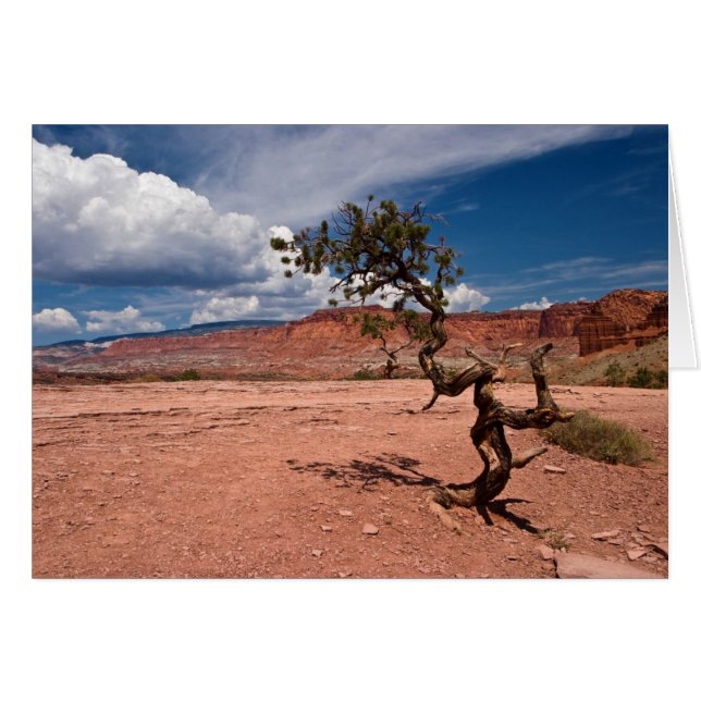 Twisted Pinyon Pine Tree (Front Horizontal)