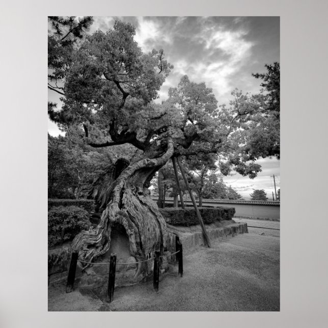 TWISTED TREE of HORYUJI TEMPLE - NARA JAPAN Poster (Front)