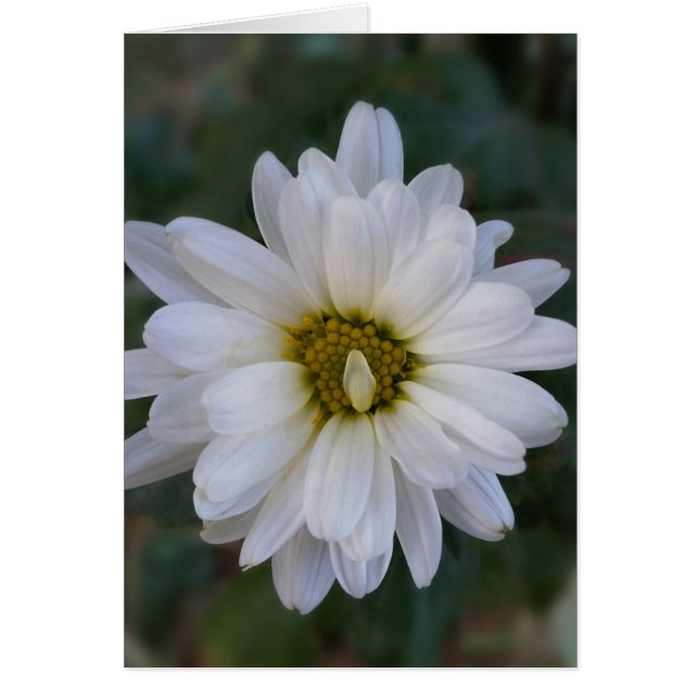 twisted white petal (Front)