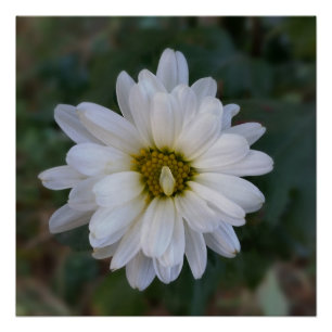 twisted white petal poster