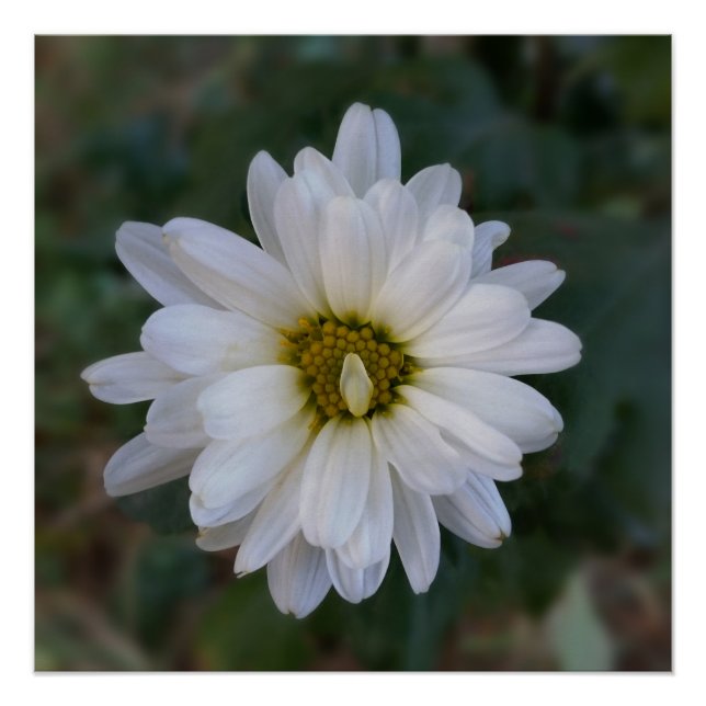 twisted white petal poster (Front)