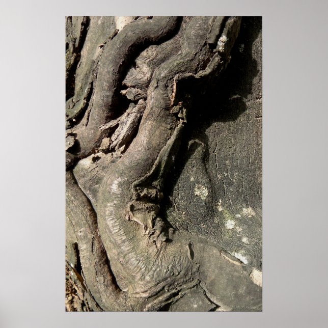 Twisty Tree Bark Poster (Front)