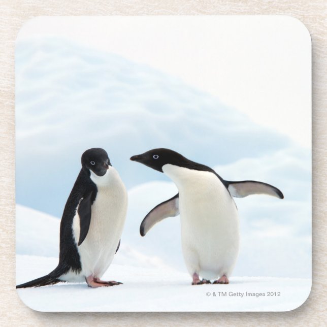 Two Adelie Penguins sitting on a sheet of ice Coaster (Front)