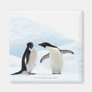 Two Adelie Penguins sitting on a sheet of ice Magnet