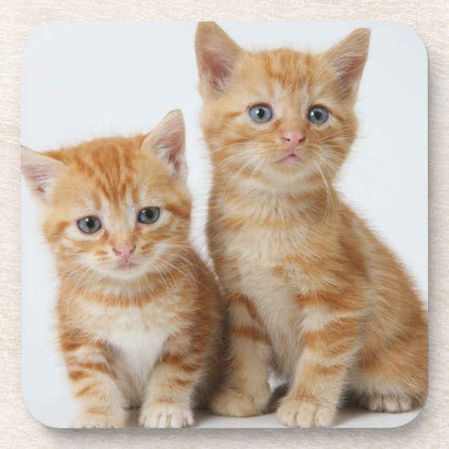 Two Adorable Kittens Coaster (Front)