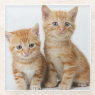 Two Adorable Kittens Glass Coaster