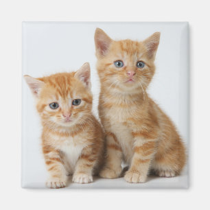 Two Adorable Kittens Magnet
