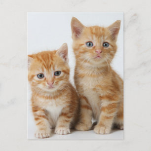 Two Adorable Kittens Postcard