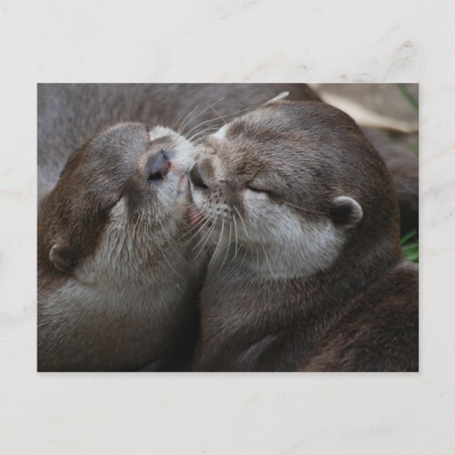 Two Adorable Otters Postcard (Front)