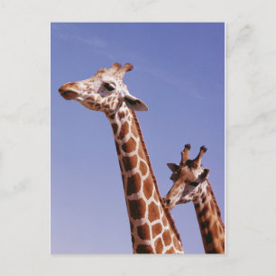 Two Affectionate Giraffes Postcard