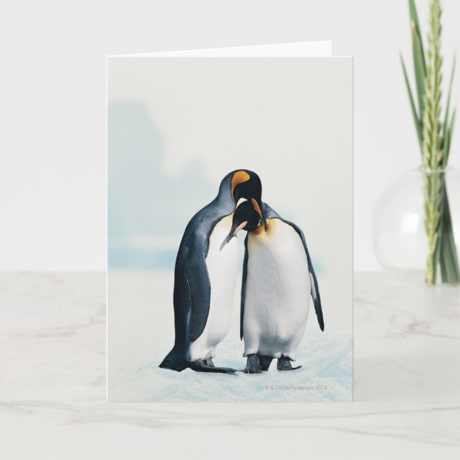 Two affectionate penguins card (Front)