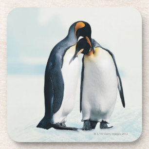 Two affectionate penguins coaster