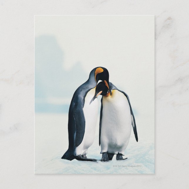 Two affectionate penguins postcard (Front)