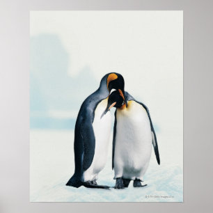 Two affectionate penguins poster