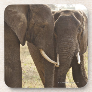 Two African Bush Elephants (Loxodonta Africana) Coaster
